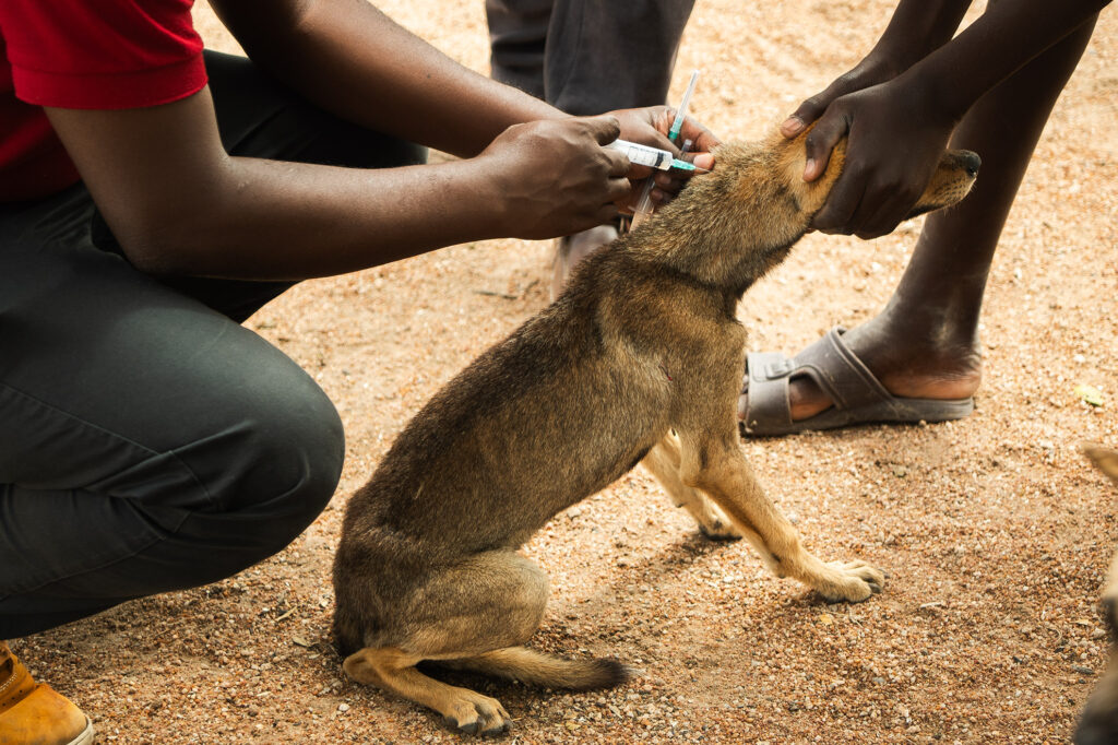 rabies dog being vaccinated